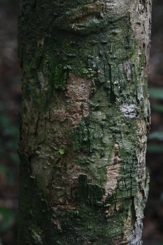 Aniba 2