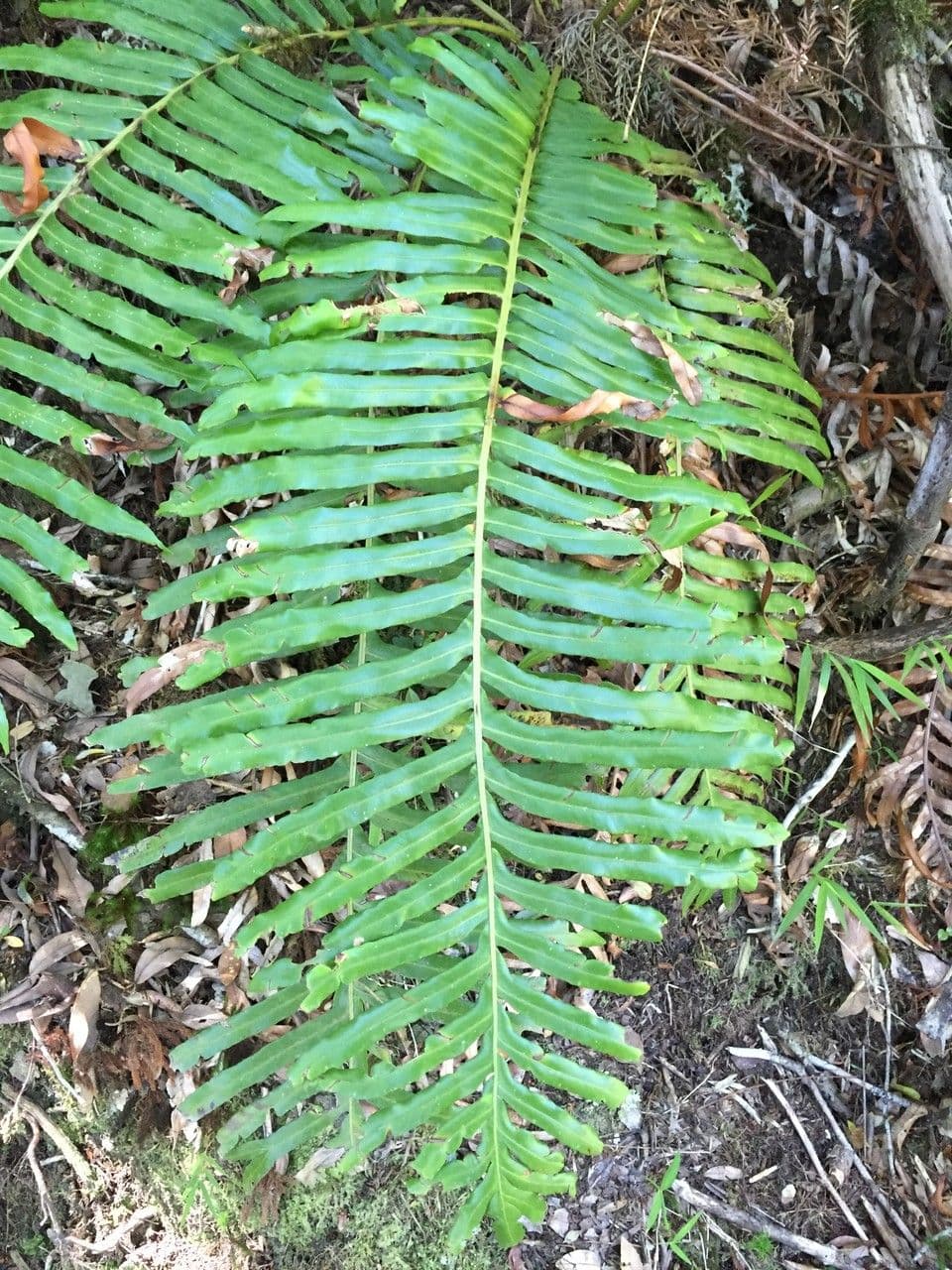 Blechnum 7