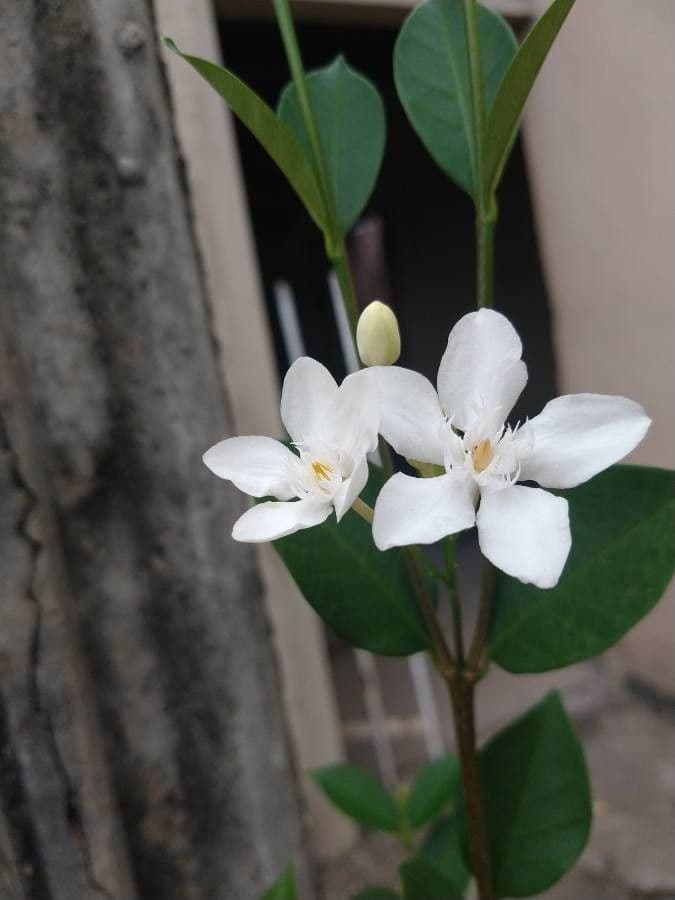 Wrightia 3