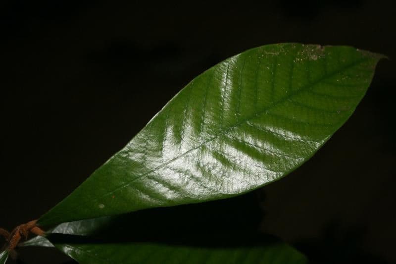 Ecclinusa