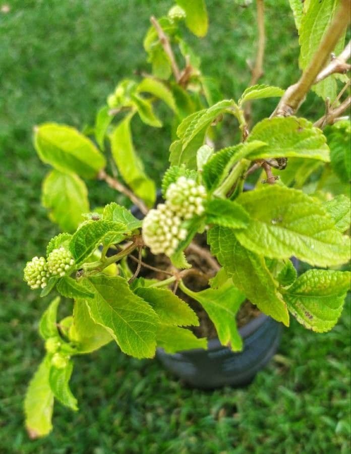 Lantana canescens 11