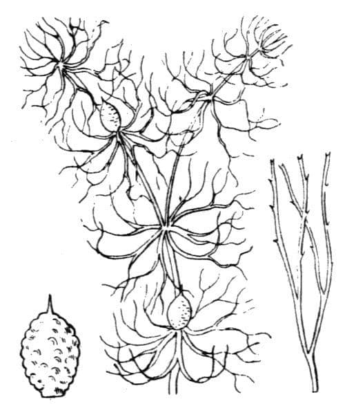 Ceratofillo sommerso 13