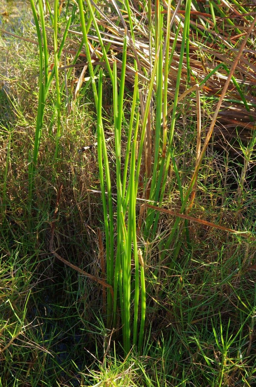 Schuppenwalz 4