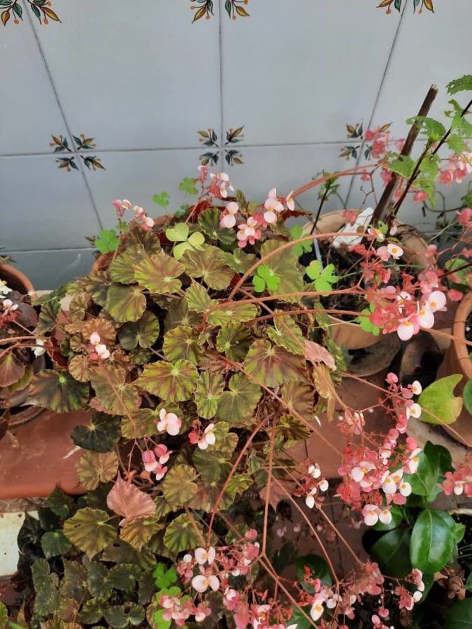 Begonia 3