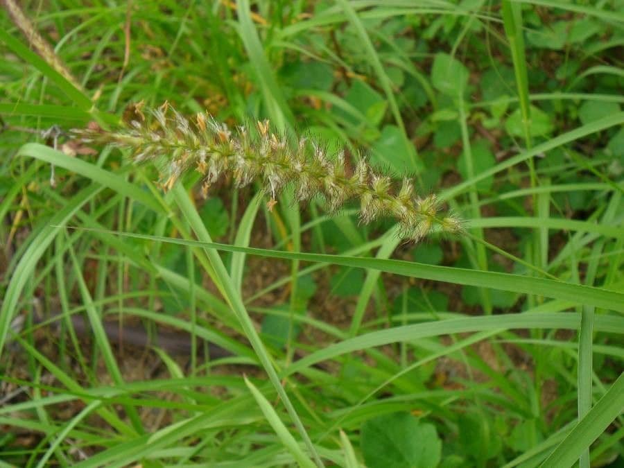 Erba buffel 10