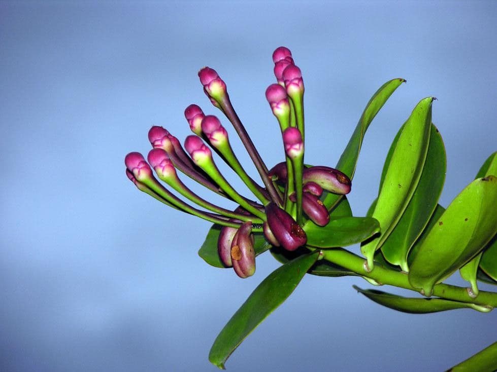 Marcgraviastrum 9