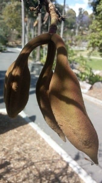 Brachychiton