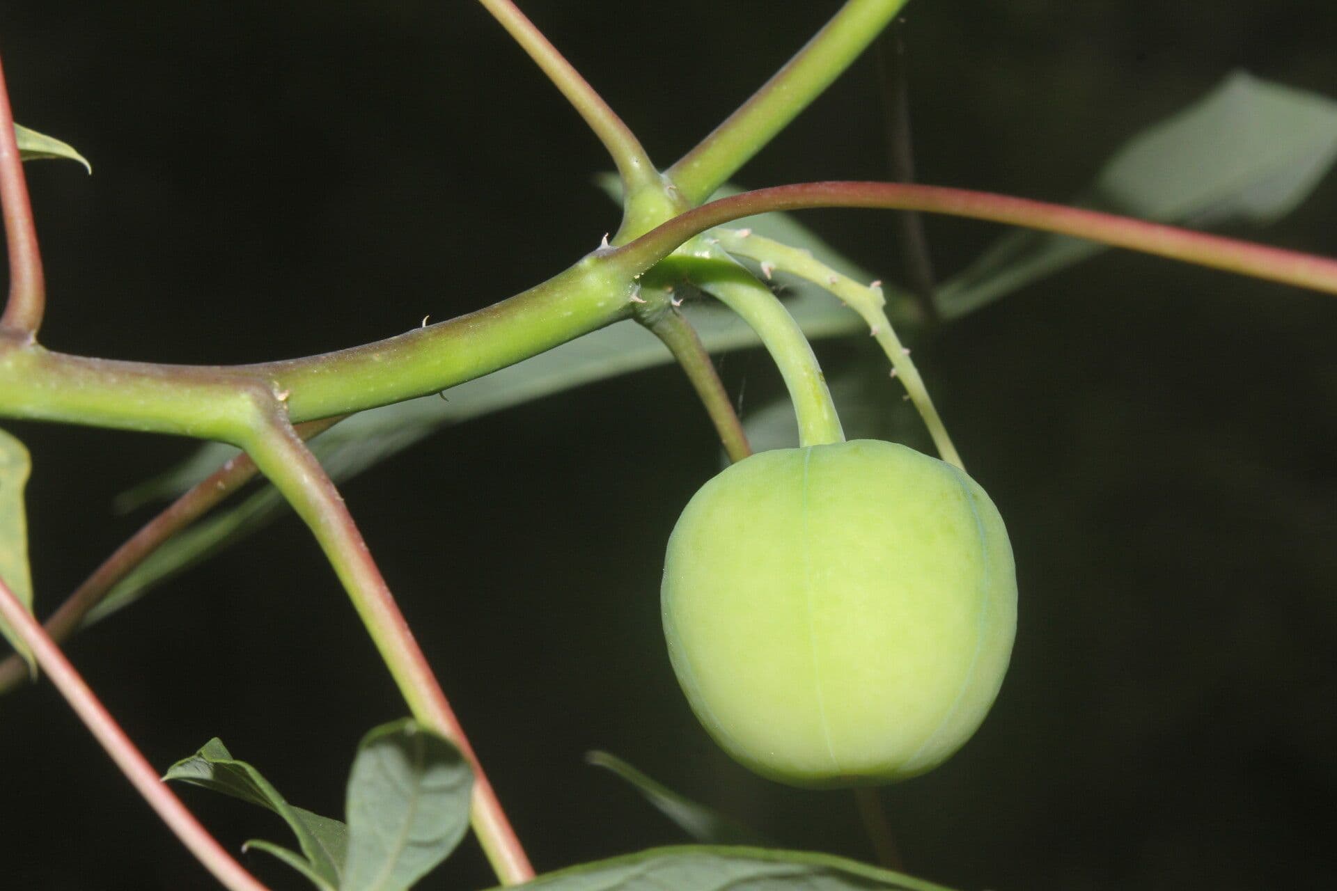 Manihot aesculifolia 5