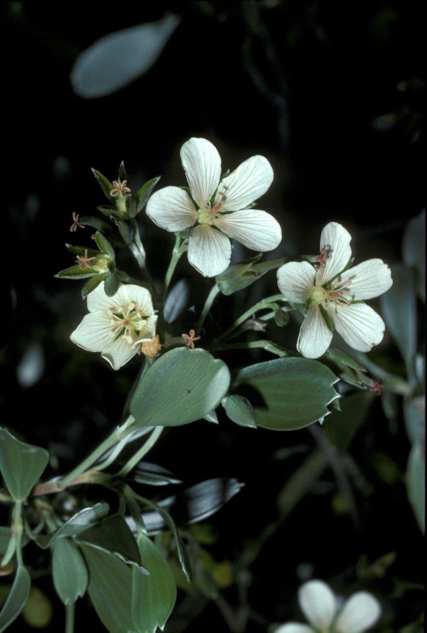 Geranium klinovité 3