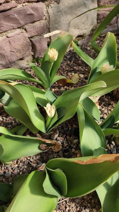 Haemanthus 9