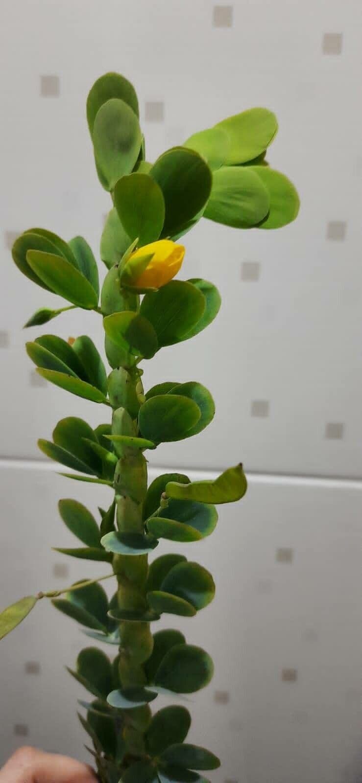 Desvauxs Mimose 3