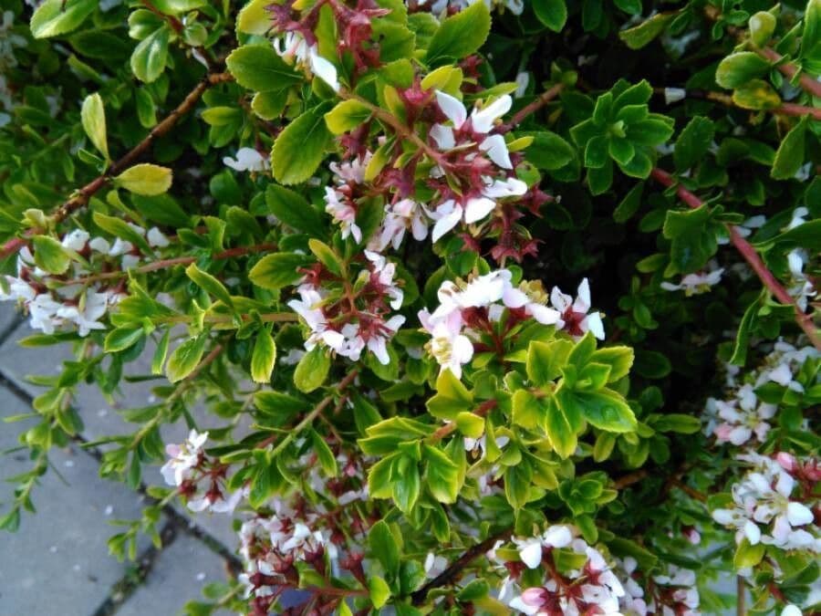 Cerisier 8