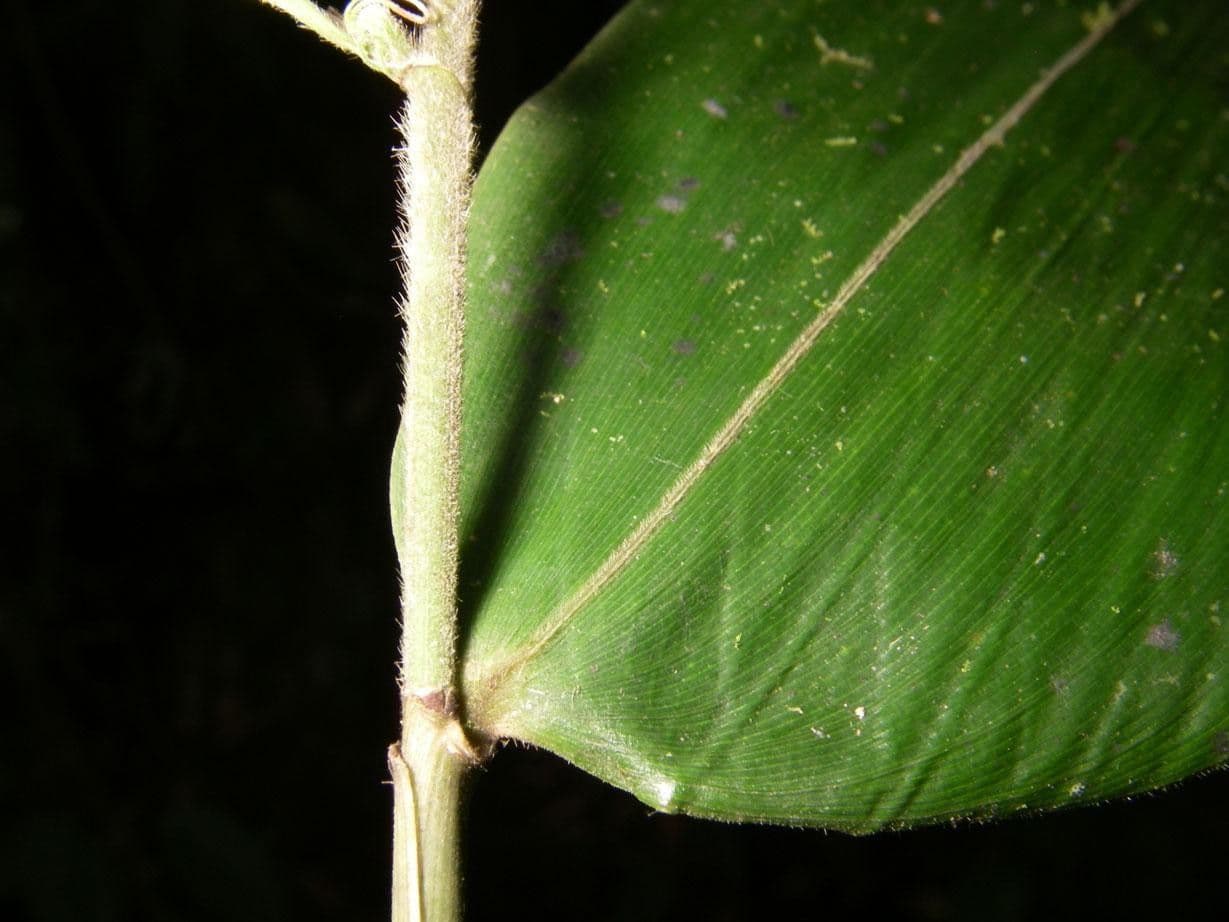Olyra latifolia 15