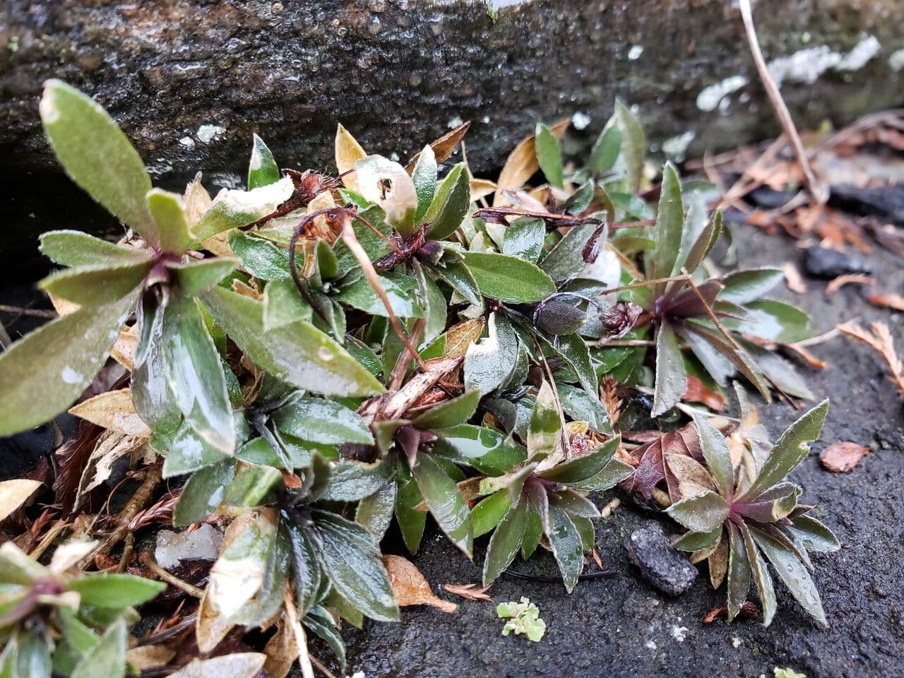 Draba 4