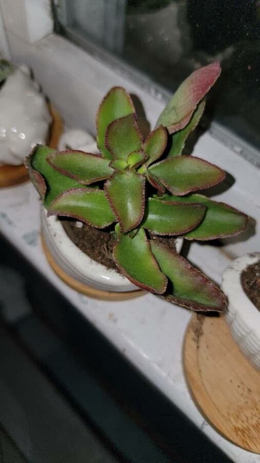 Crassula 2
