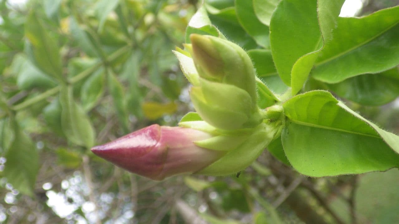 Allamanda viola 29