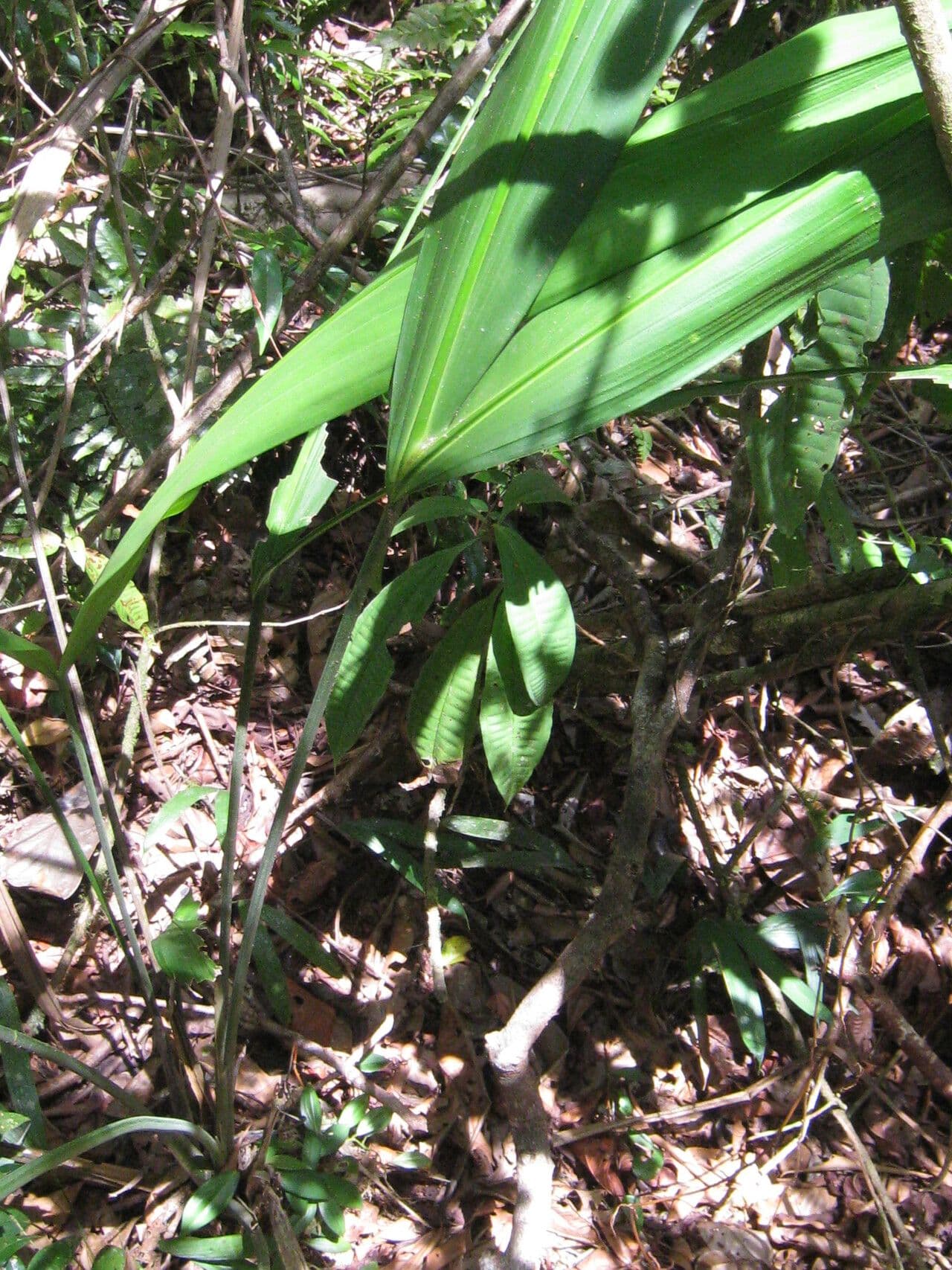 Cyclanthus 14