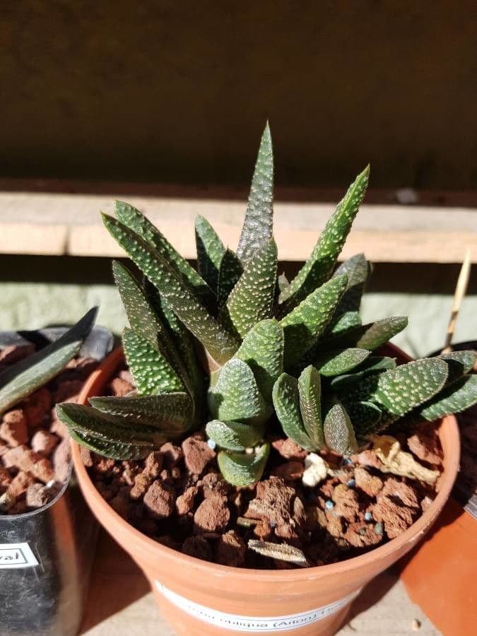 Gasteria 15