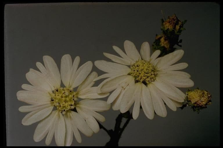 Hemizonia zoskupená 7