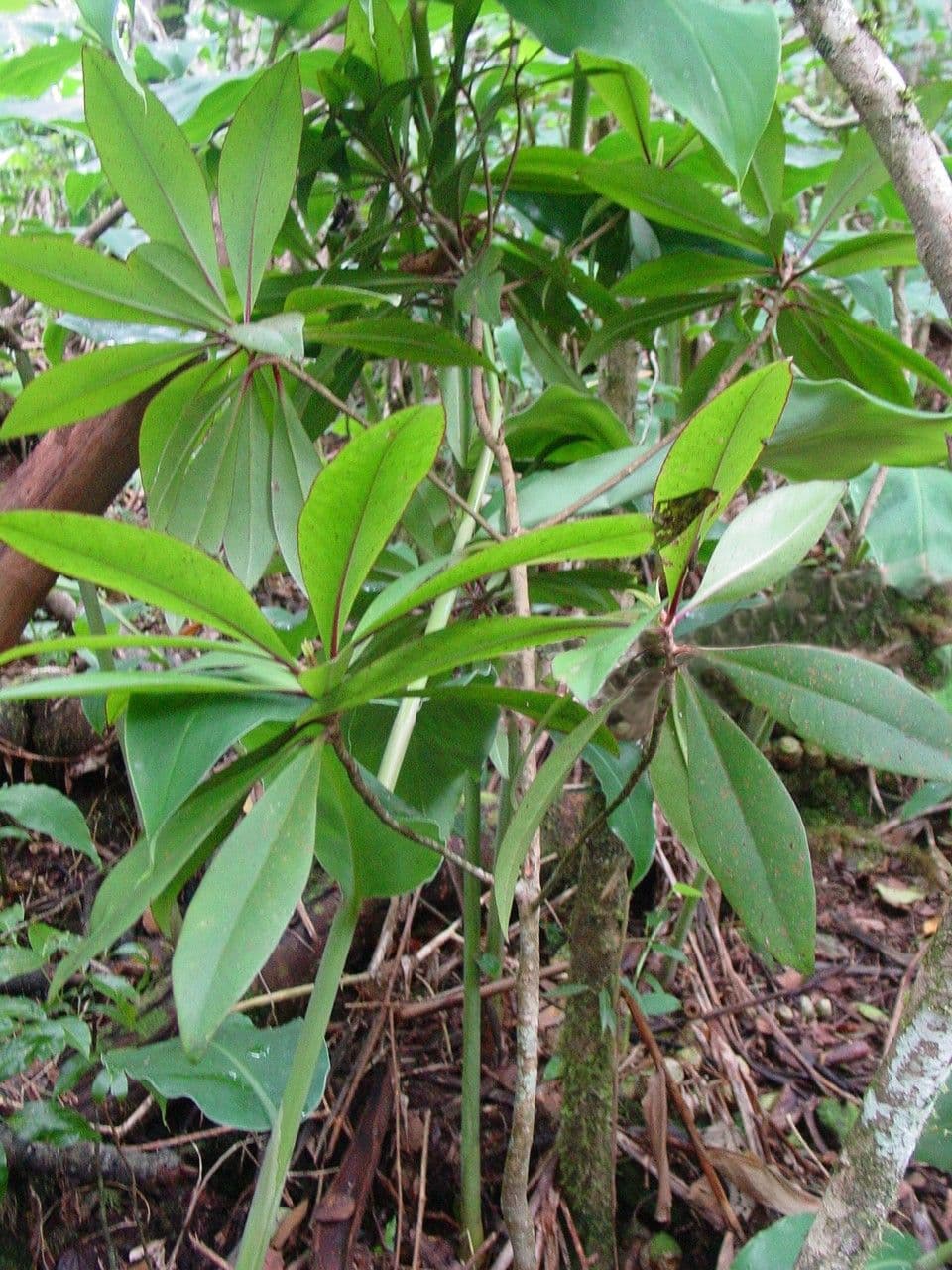 Badula 27