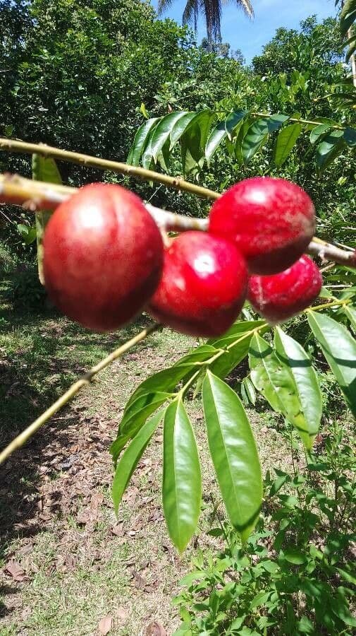 Phaleria