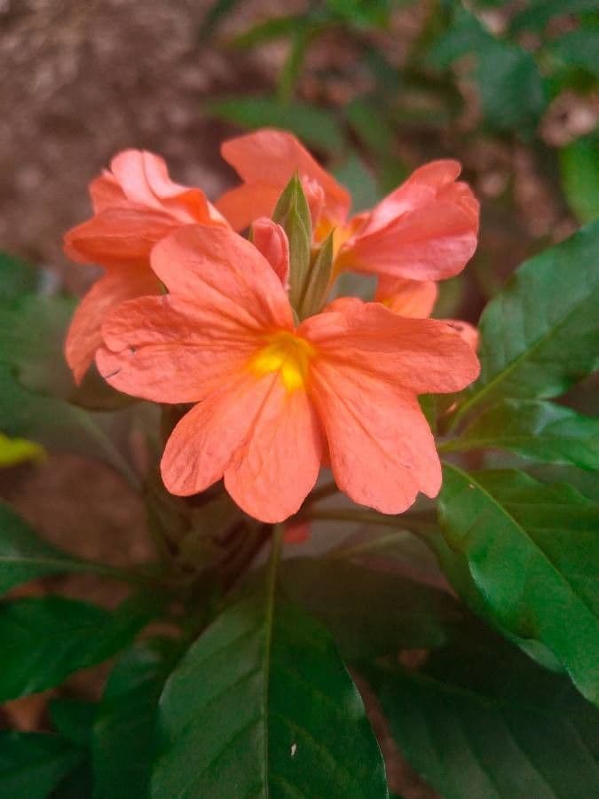 Crossandra 6