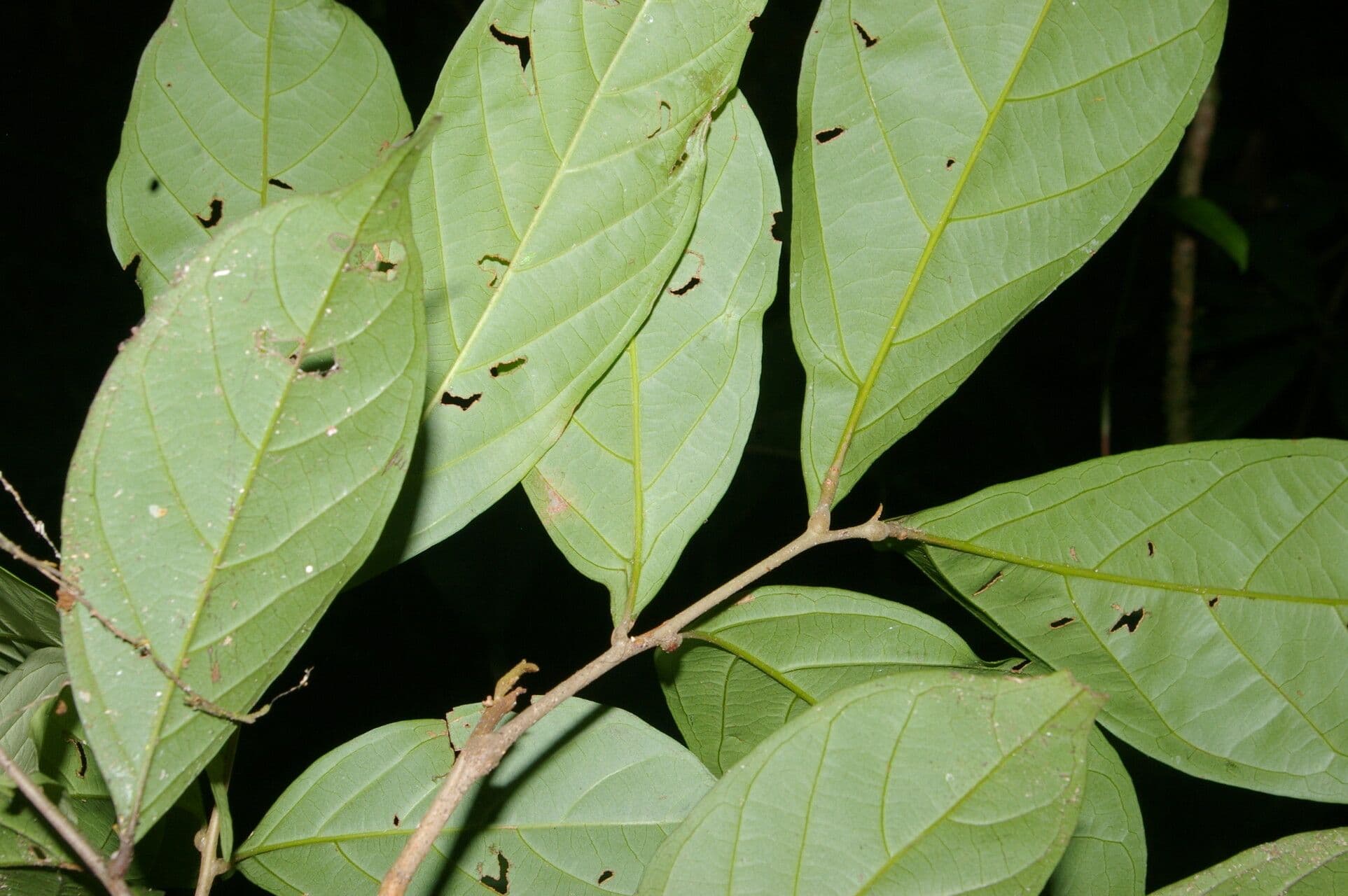Matayba 3