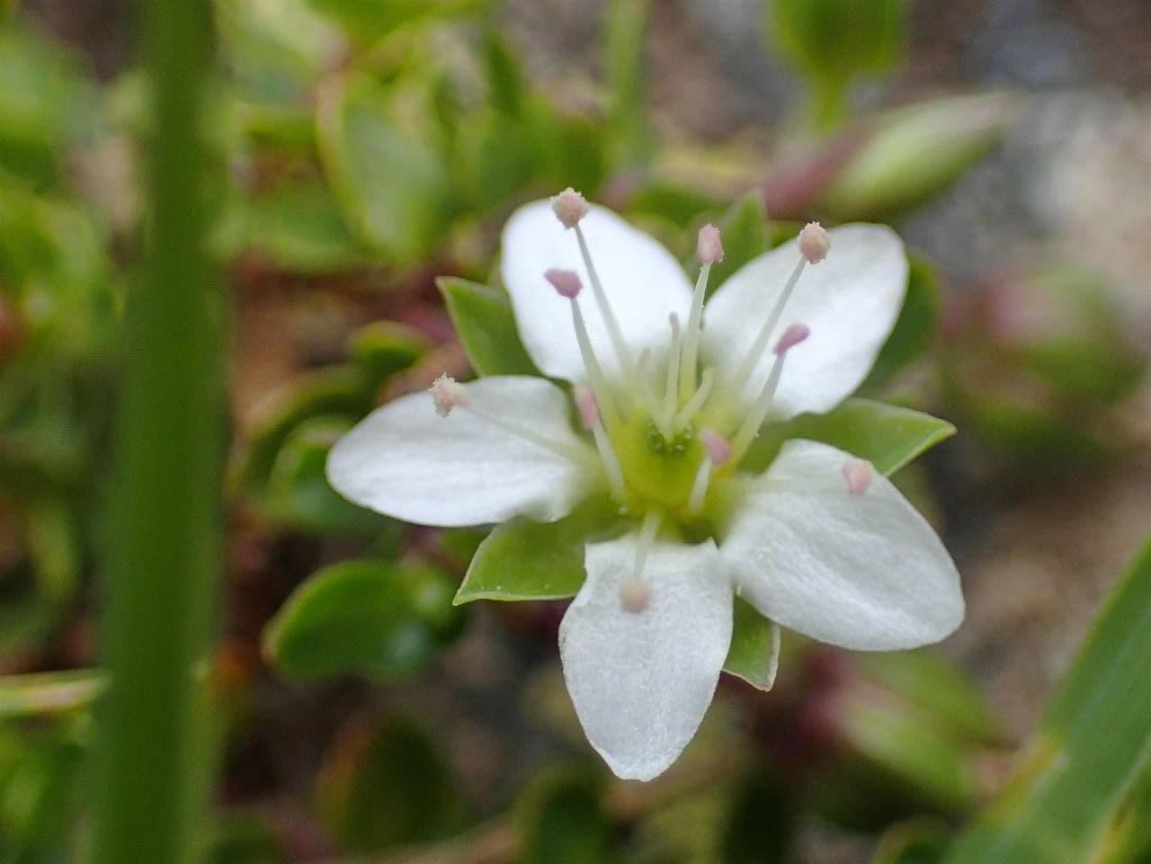 Arenaria biflora