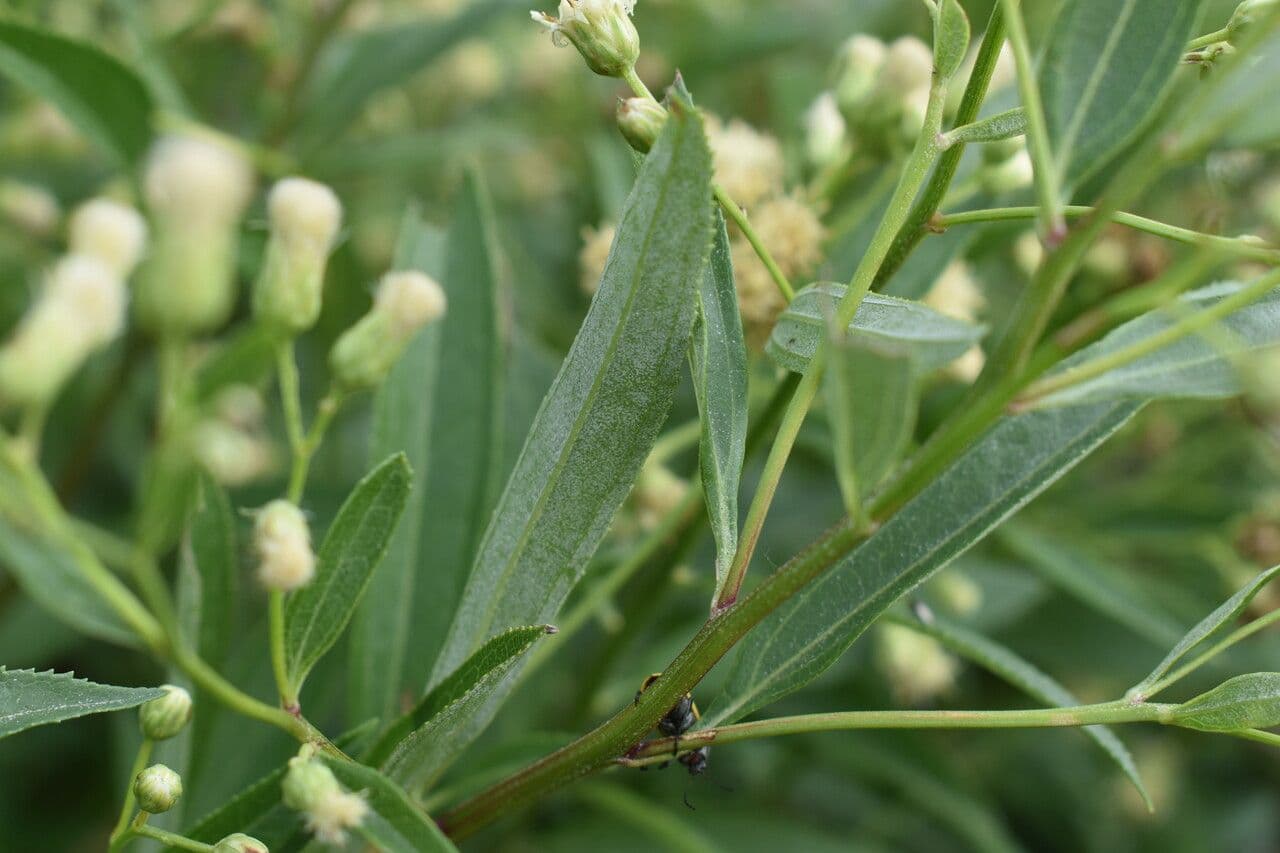 Baccharis 9
