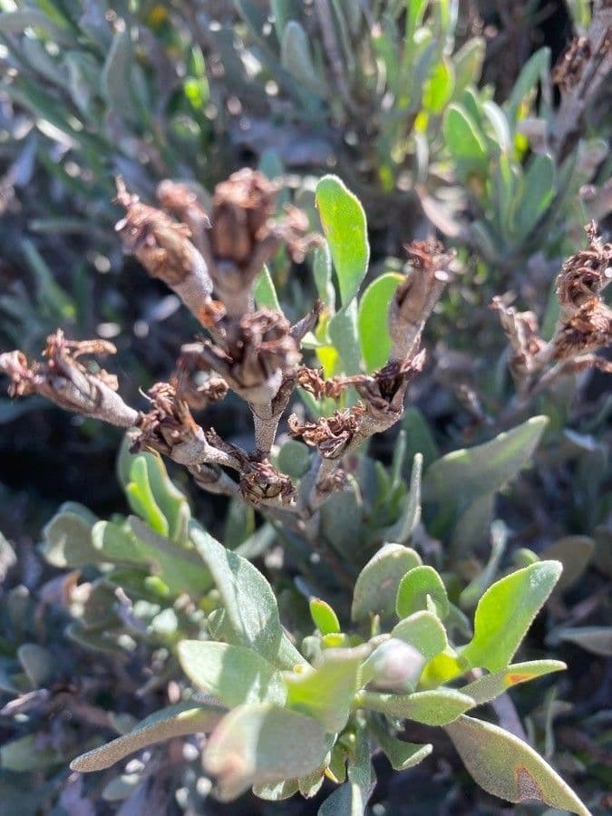 Limoniastrum monopetalum 5