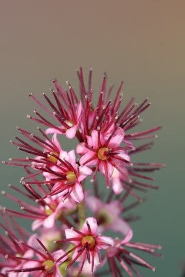 Cunonia 7