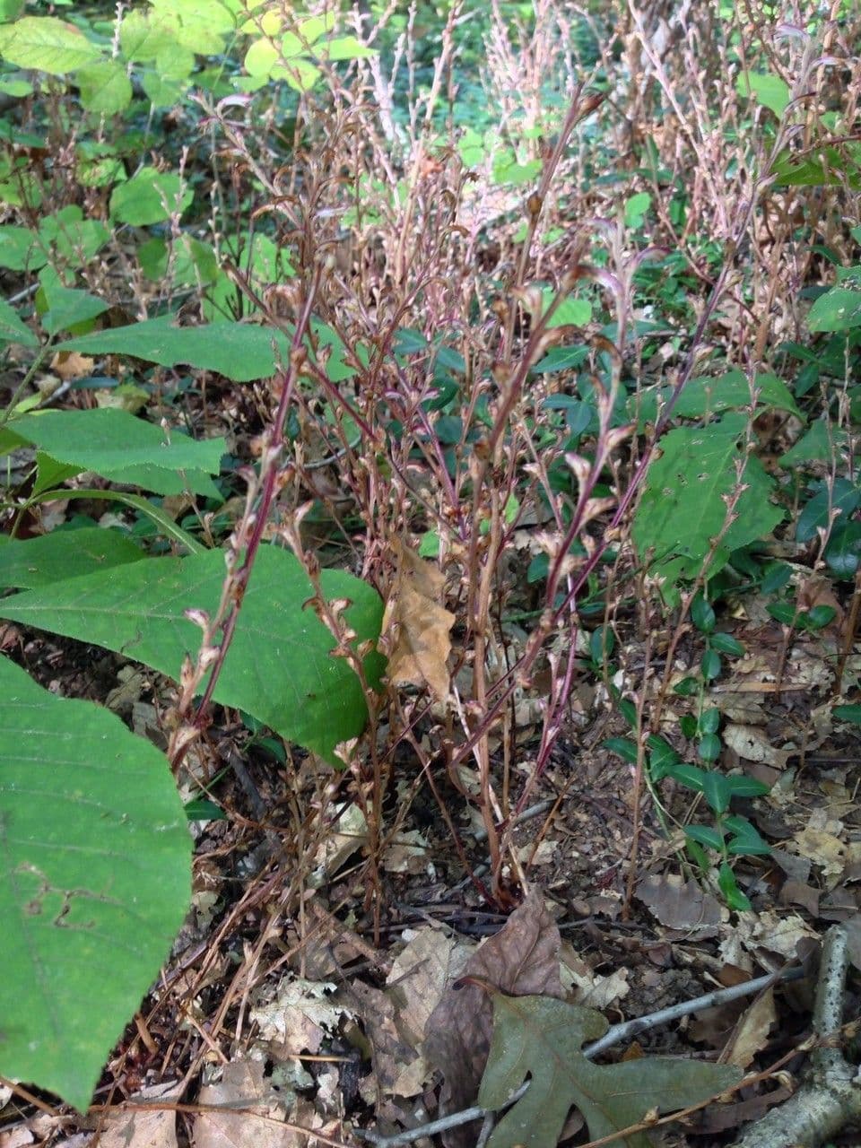 Epifagus virginiana 11