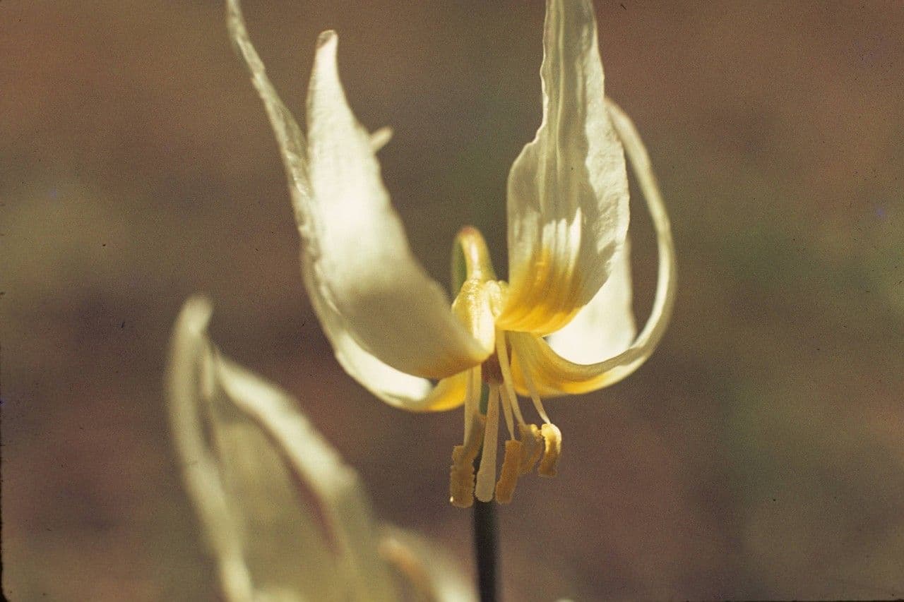 Klamath fawn-lily