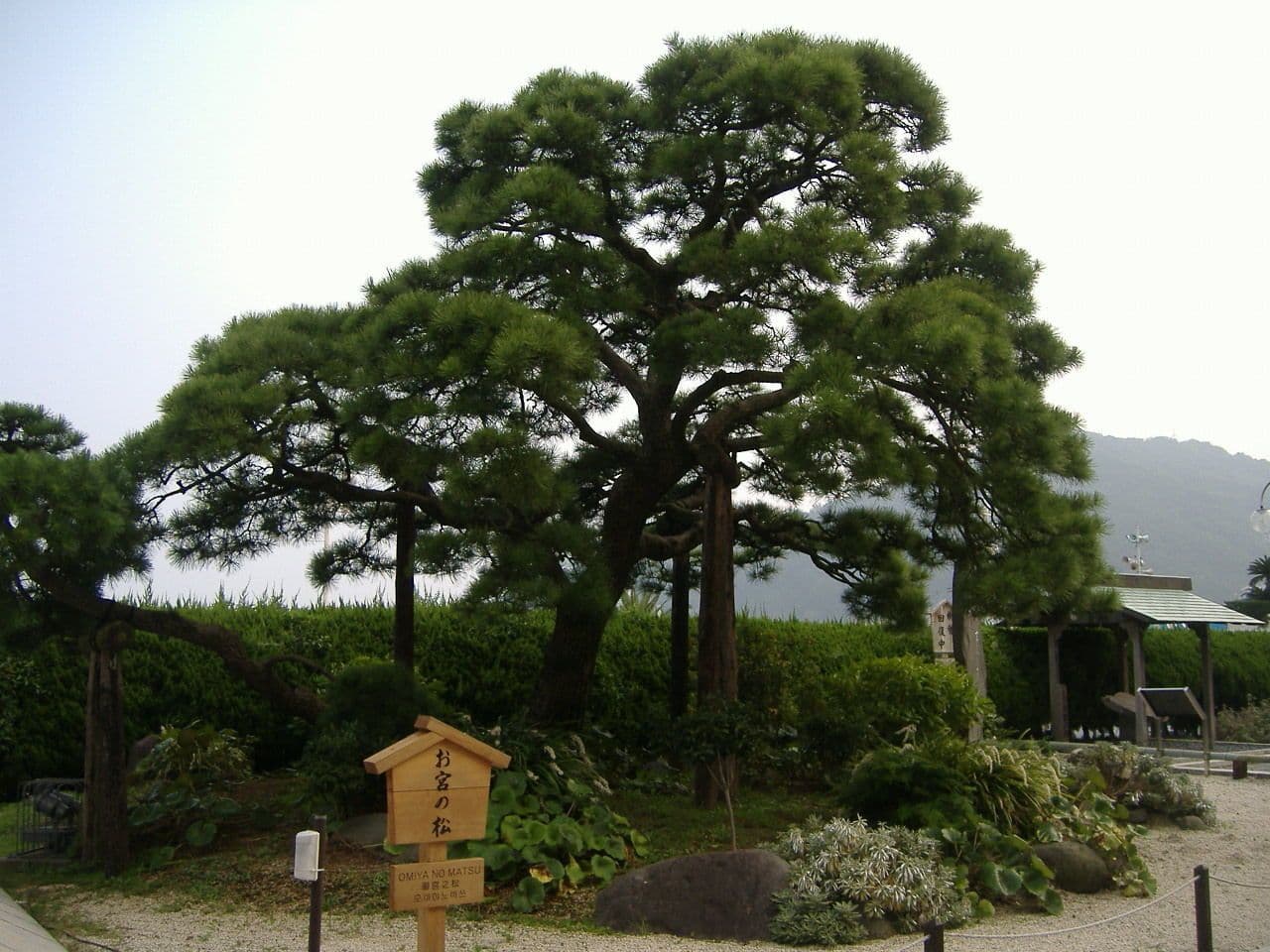 Thunberg-Kiefer 14
