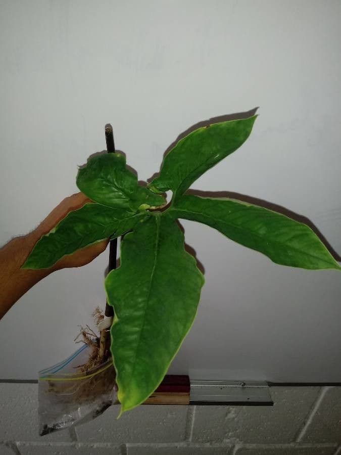 Xanthosoma 4