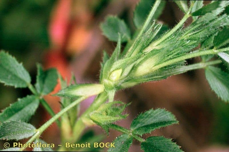 Ononide minuscola 25