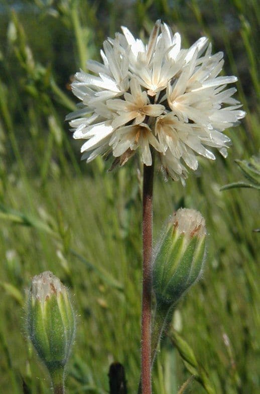 Achyrachaena 6