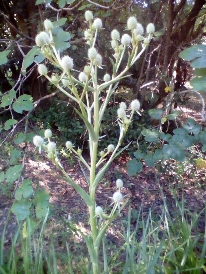 Yucca-Mannstreu 4