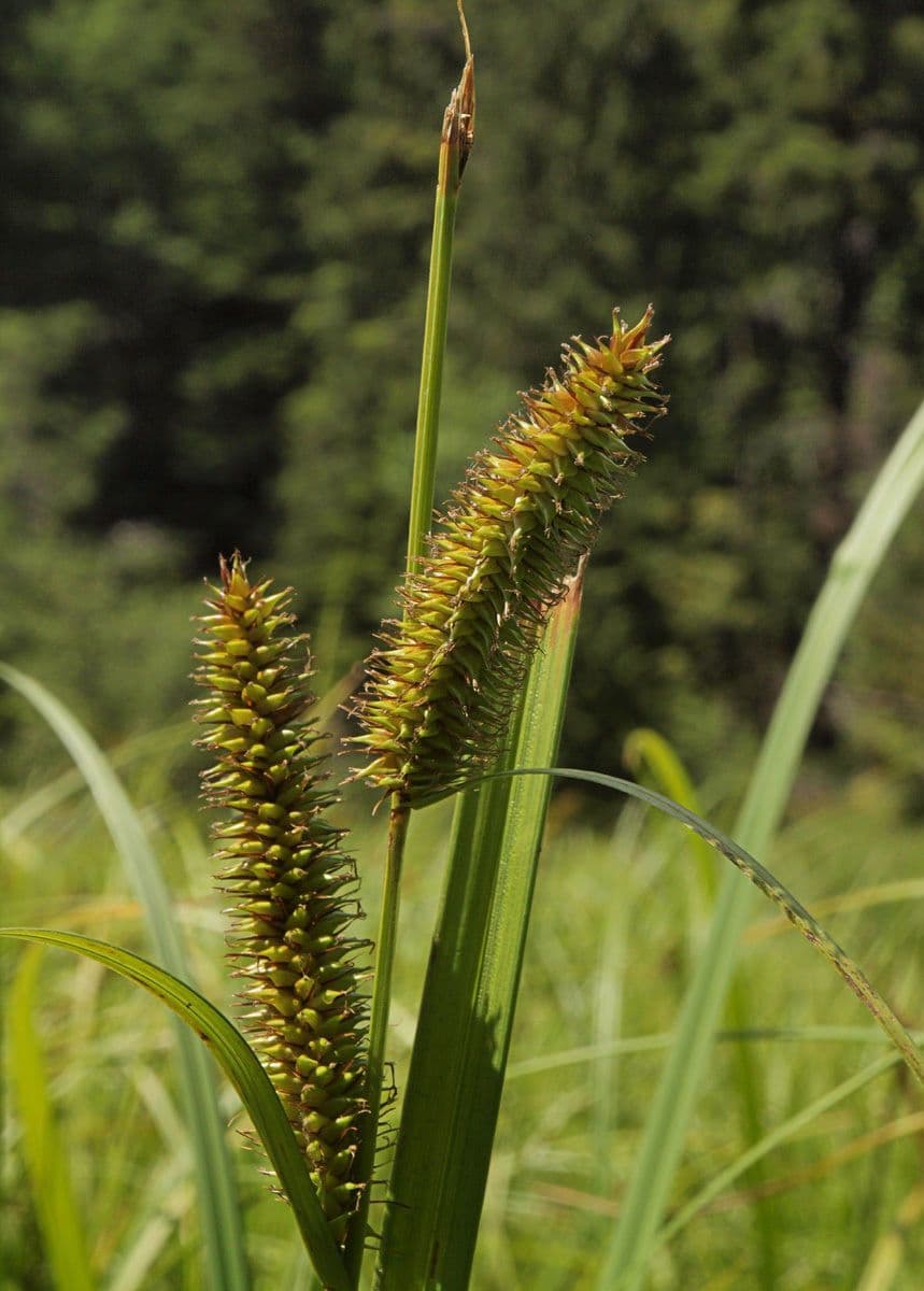 Carice utriculata