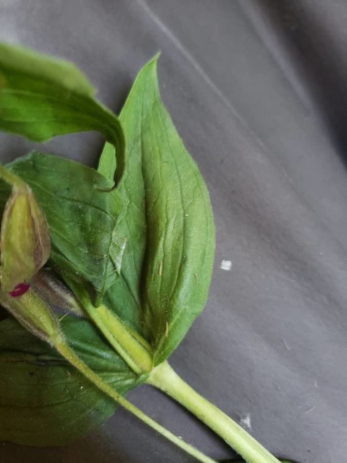 Erythranthe 9