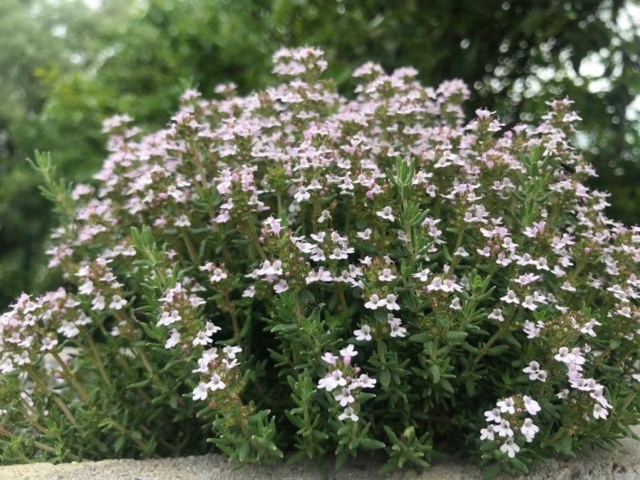 Thym à odeur de cumin 4