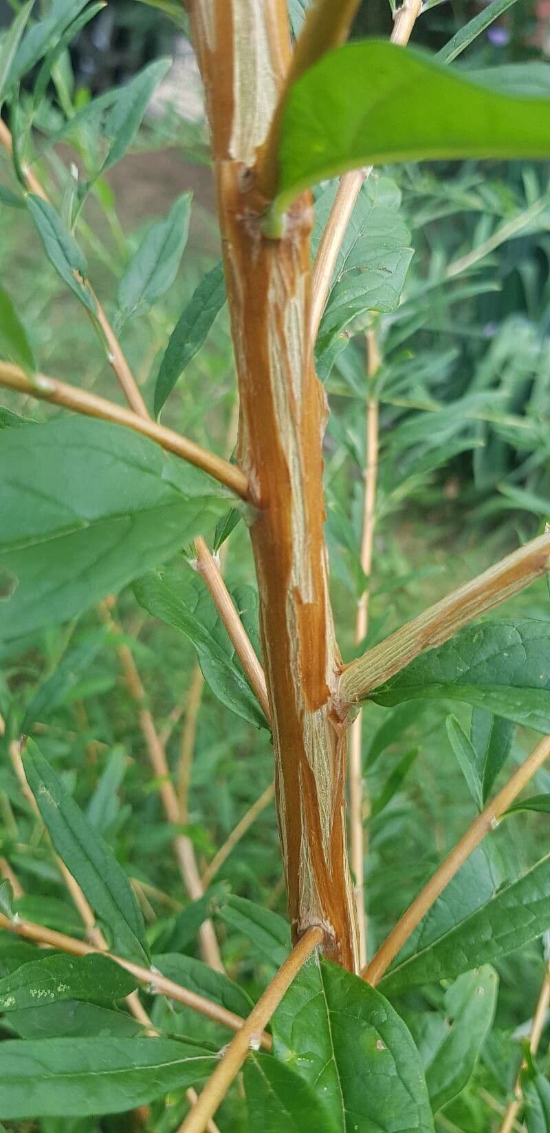 Buddleja 16