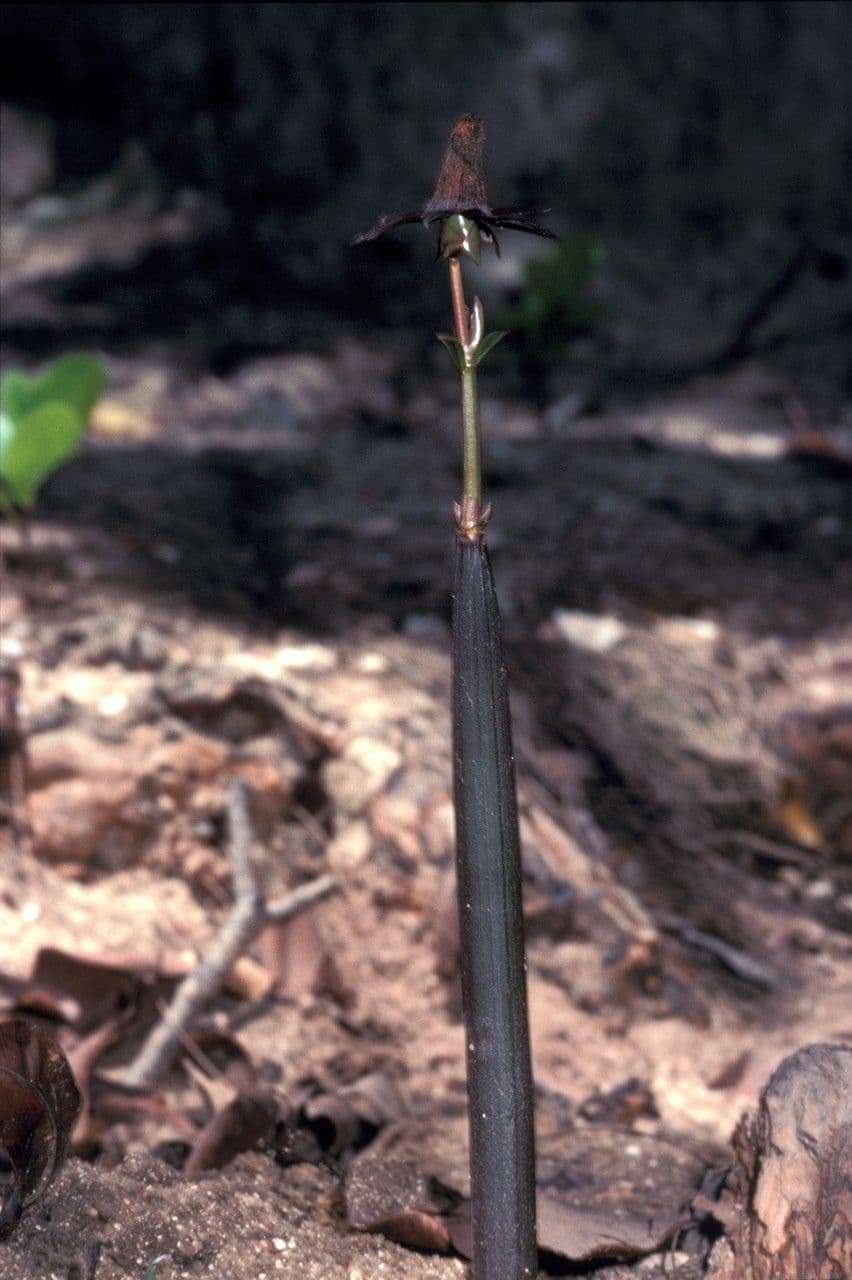 Mangrovia birmana 5