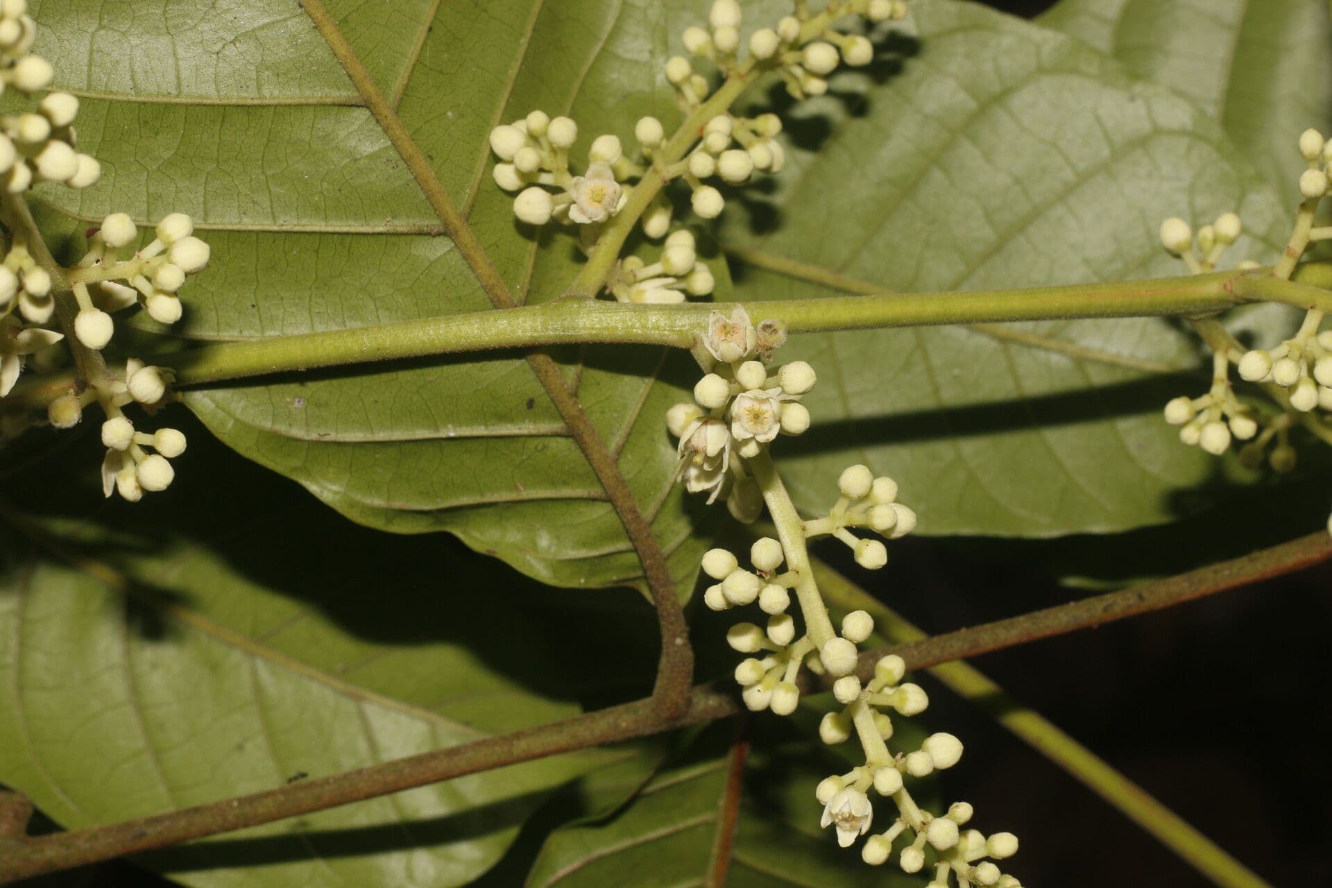 Trichilia martiana 8