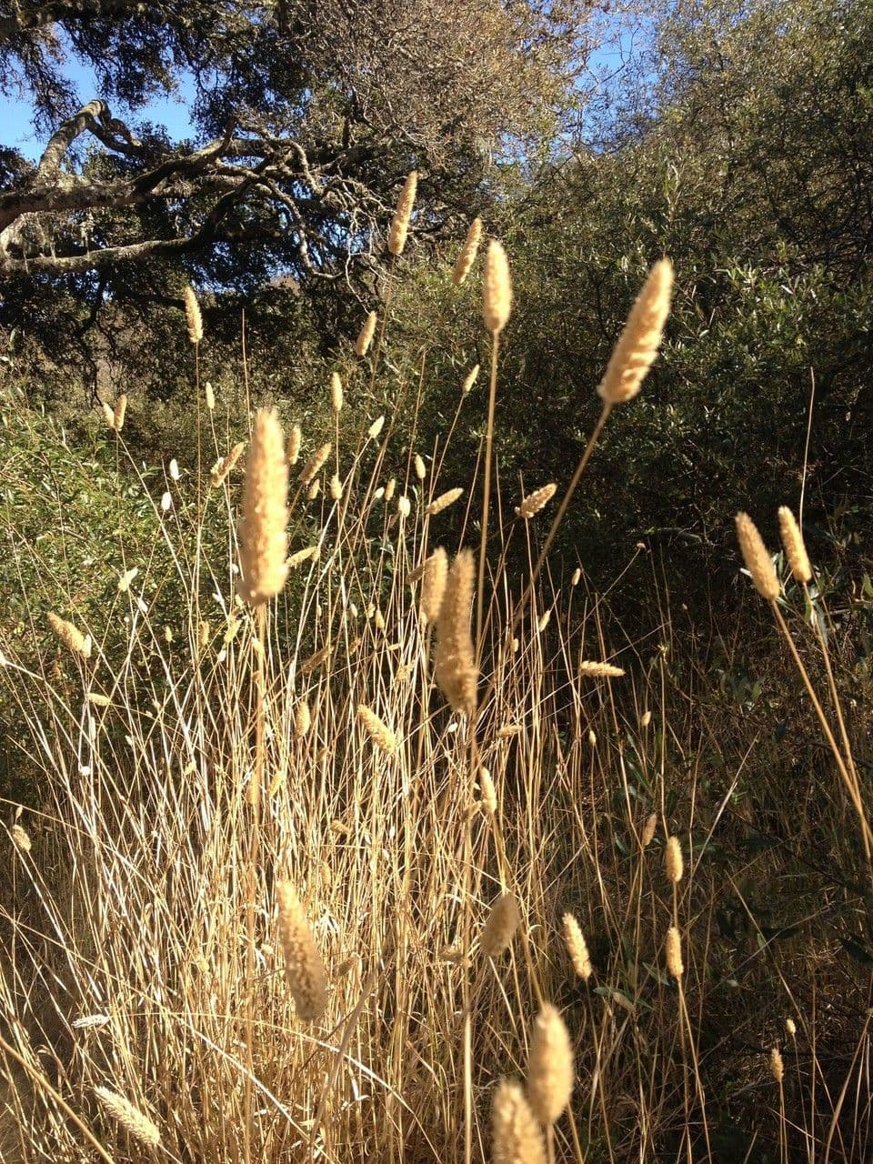Falaride 14