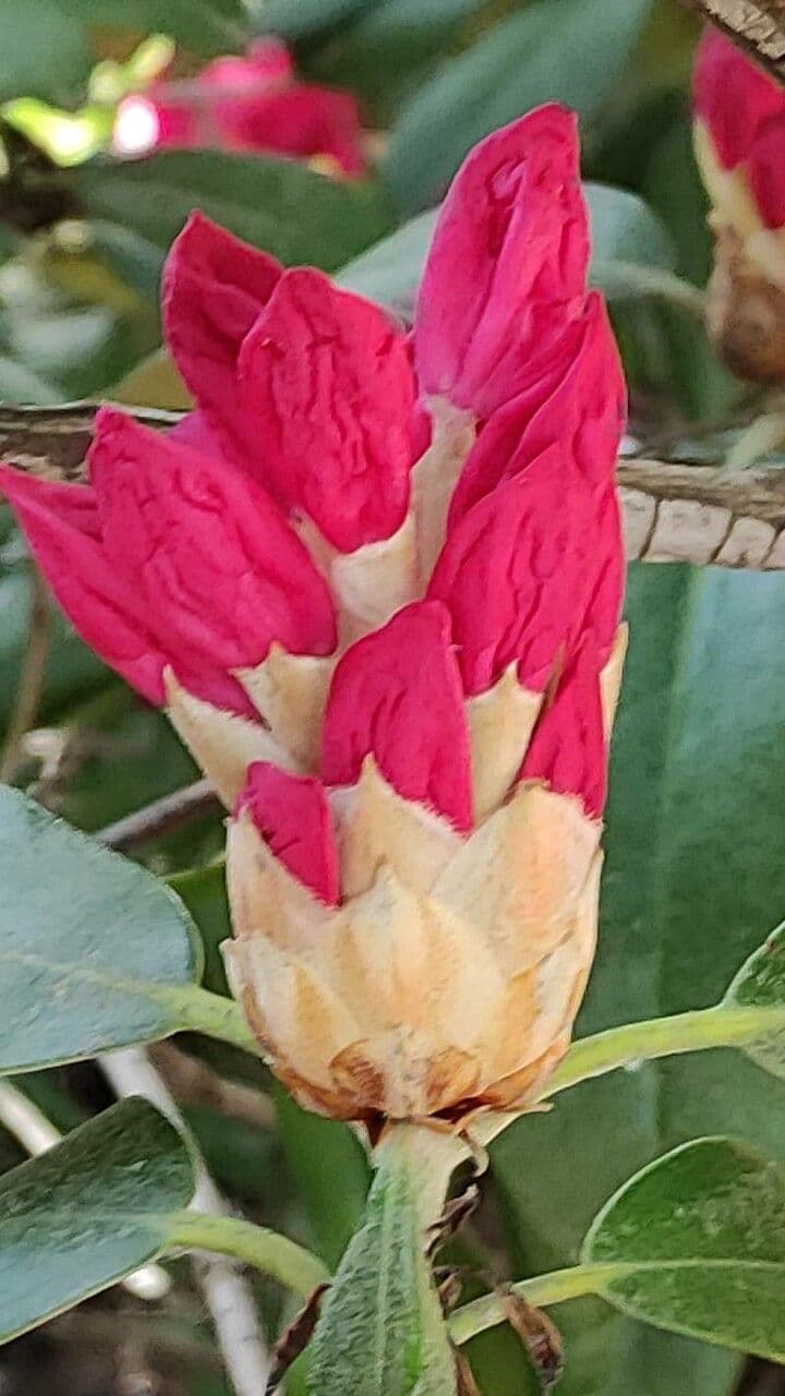 Rhododendron 24