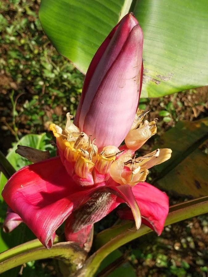 Bananovník“, “ 10