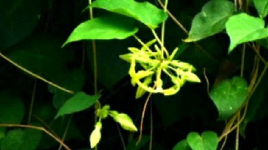 Telosma