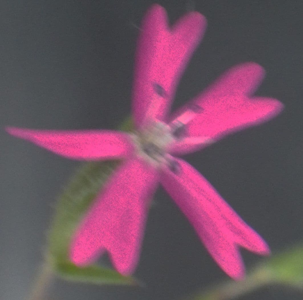 Velezia rigida 4