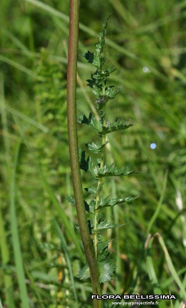Filipendula comune 21